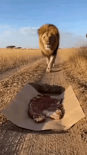 马儿: 百兽之王是吧？你也有今天美飞行员落地被围高喊我是美国人