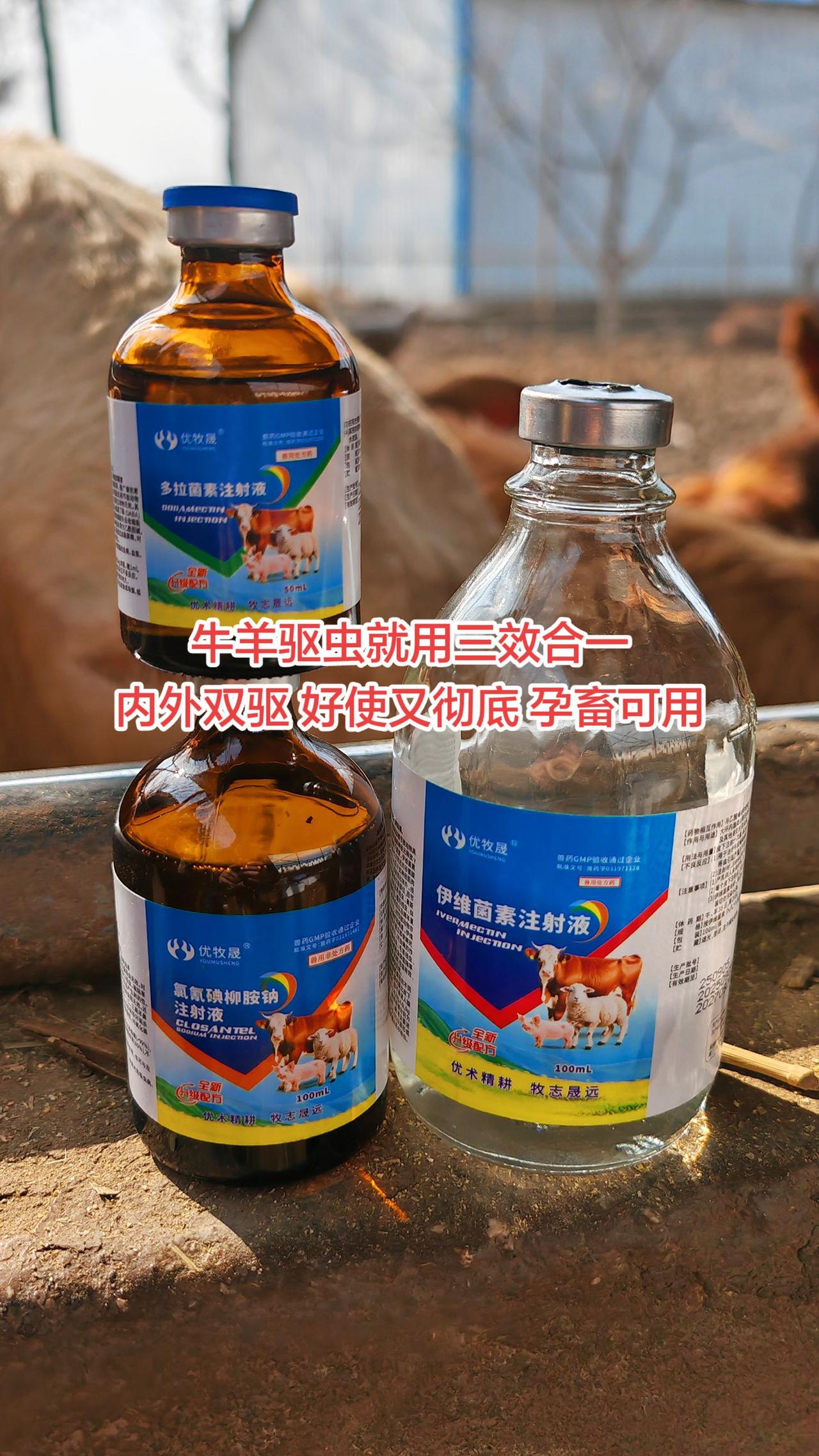 养羊人 农村养羊 牛羊养殖 养殖人加油