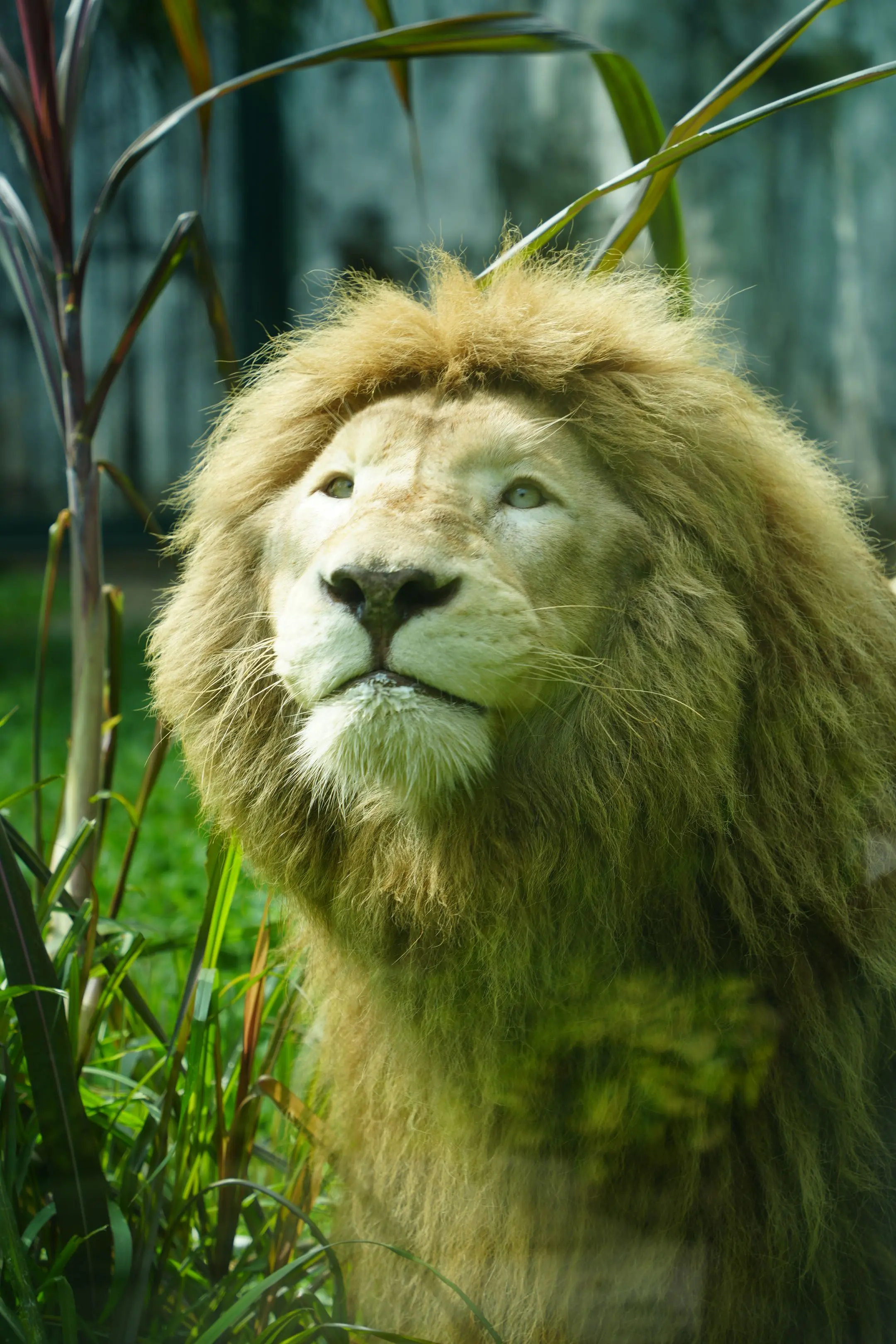 广动新员工——非洲白狮德德。（眼睛小的时候挺像阿杭的，莞莞类卿？）