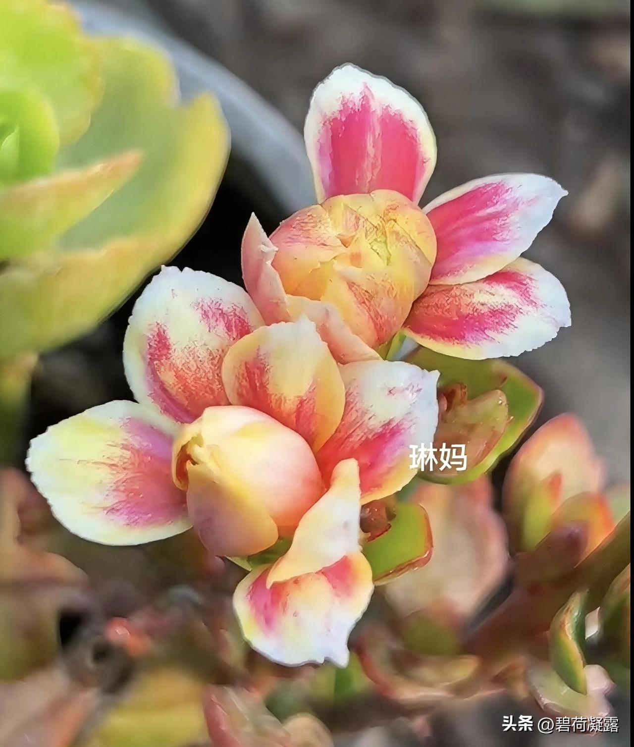 美丽的春天，鲜花盛开，满园春色关不住，娇艳妩媚，鲜艳夺目、婀娜多姿，赏心悦目。