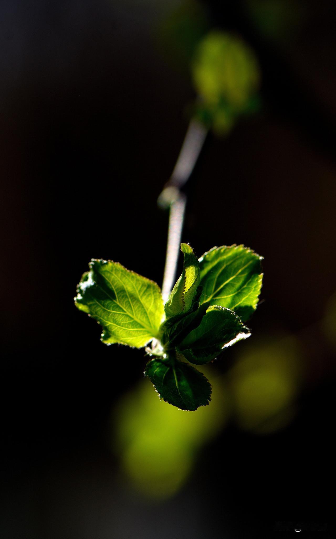 南湖公园四季掠影（六）
春季景色：