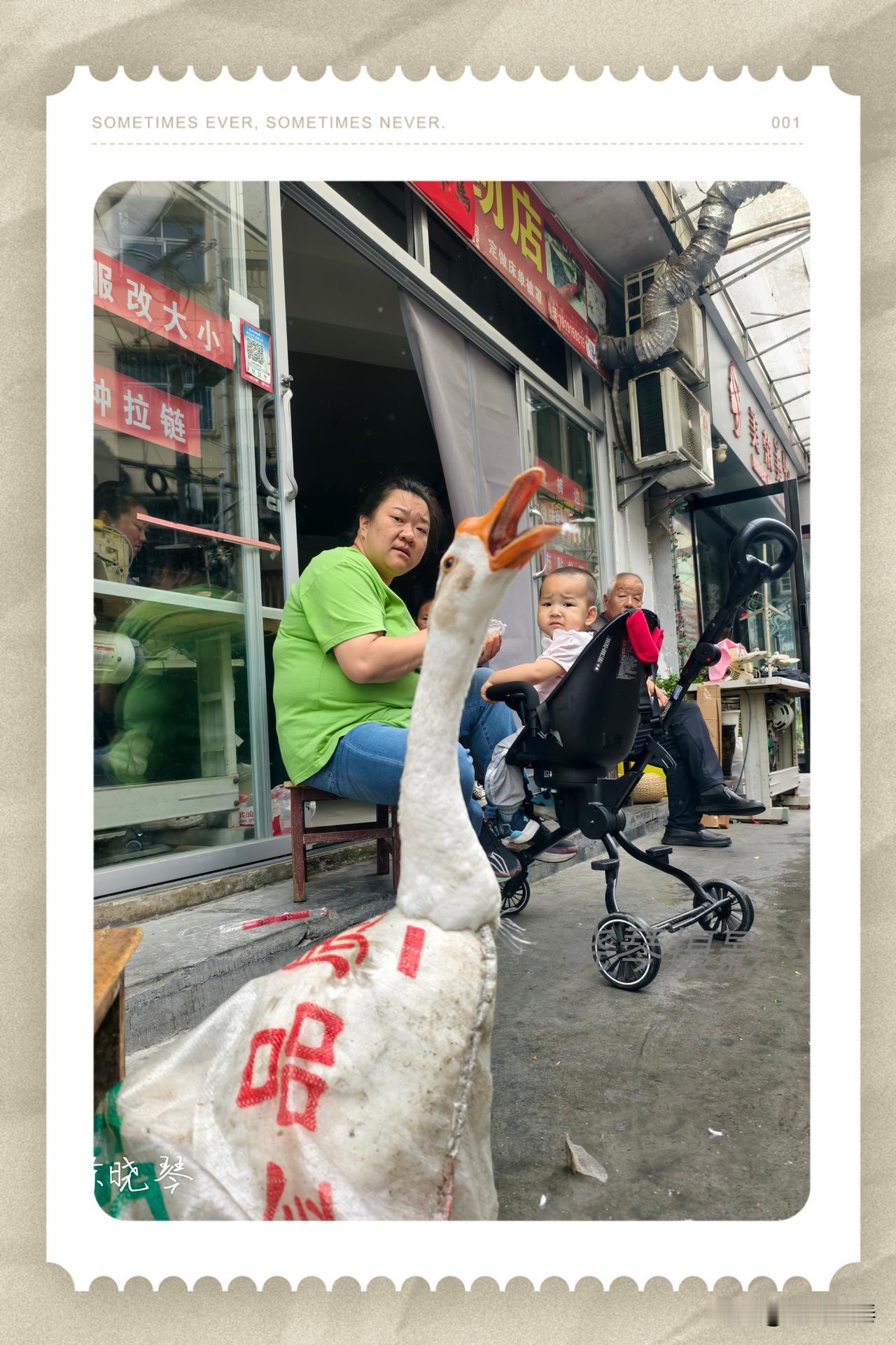 白鹅探头闹嚷嚷。
旁人看布它看人，
市井滑稽好风光。