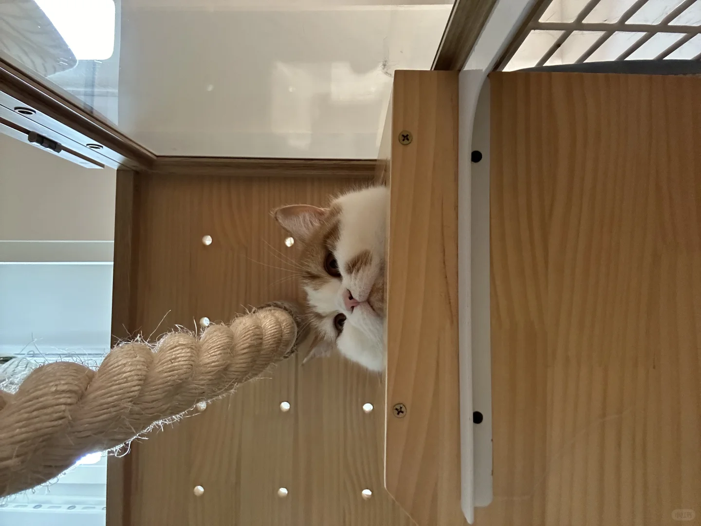 《睡在我上铺的猫兄》