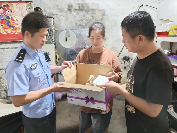 台风天台州警民接力救助受伤牛背鹭在椒江下陈街道广兴村，一只受大风裹挟的国家 “三