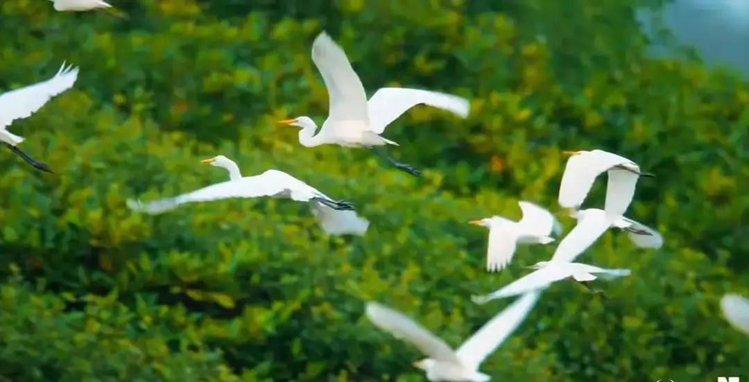 乒坛最近有个近乎“玄学”的铁律，看得人是既兴奋又忍不住替当事人捏把汗
你看莫雷加