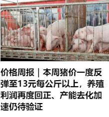 猪肉的价格上涨到了13元一公斤猪企就开始盈利啦！所以为什么我不鼓励大家去养猪，去