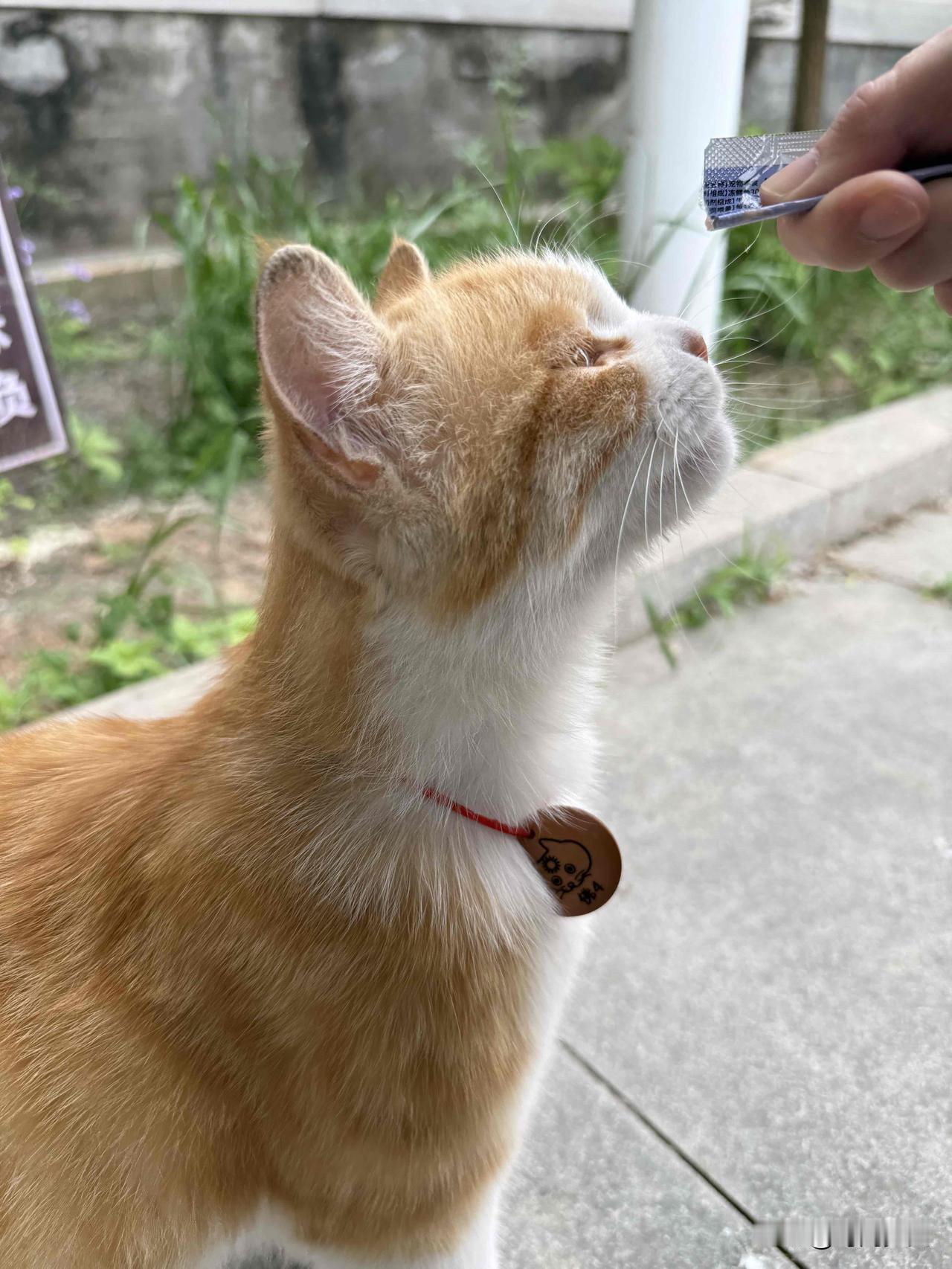 禅寺.娑罗树.六祖的猫
六祖禅寺 一月间第二次出京奔赴涿州了，只为补上上一次的憾
