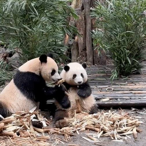 熊猫守护者 熊猫守护者 森林驿站 熊猫的世界，单纯而美好，吃饱喝足，打打闹闹。它