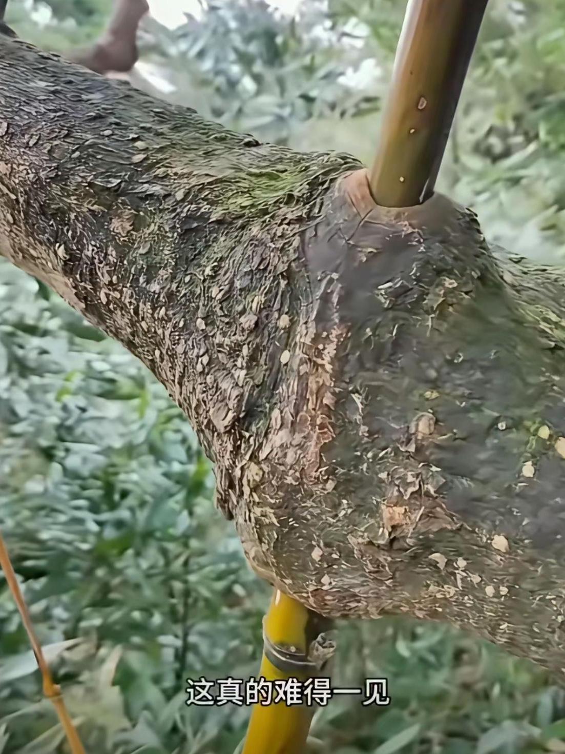 这到底是谁在欺负谁