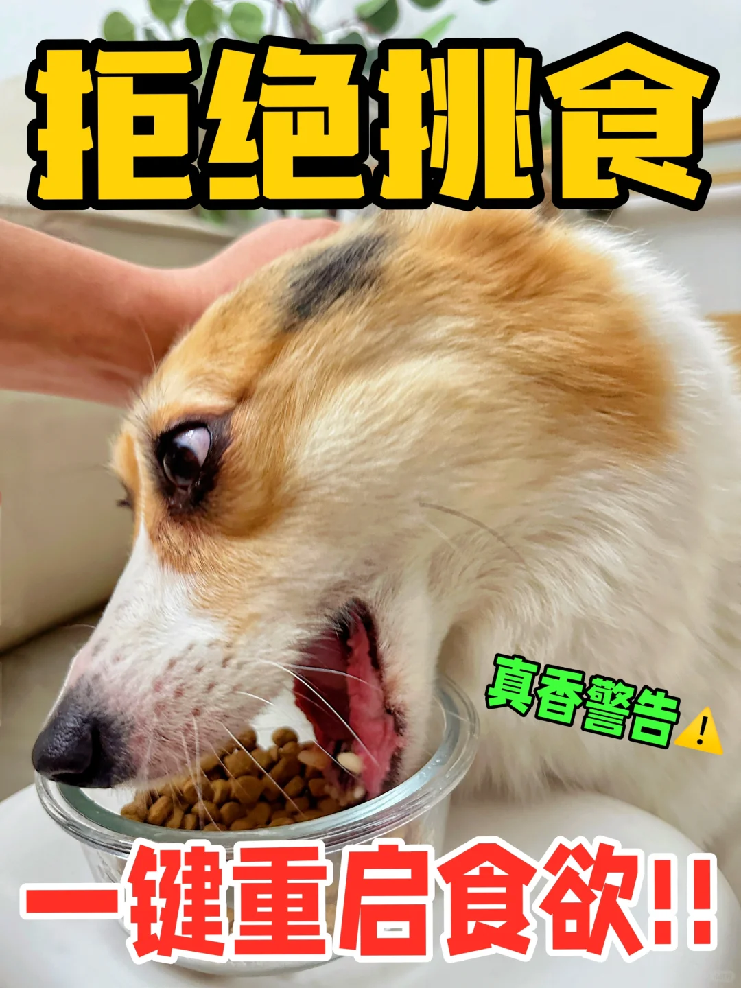这狗粮开挂了！挑食小狗一键重启食欲！