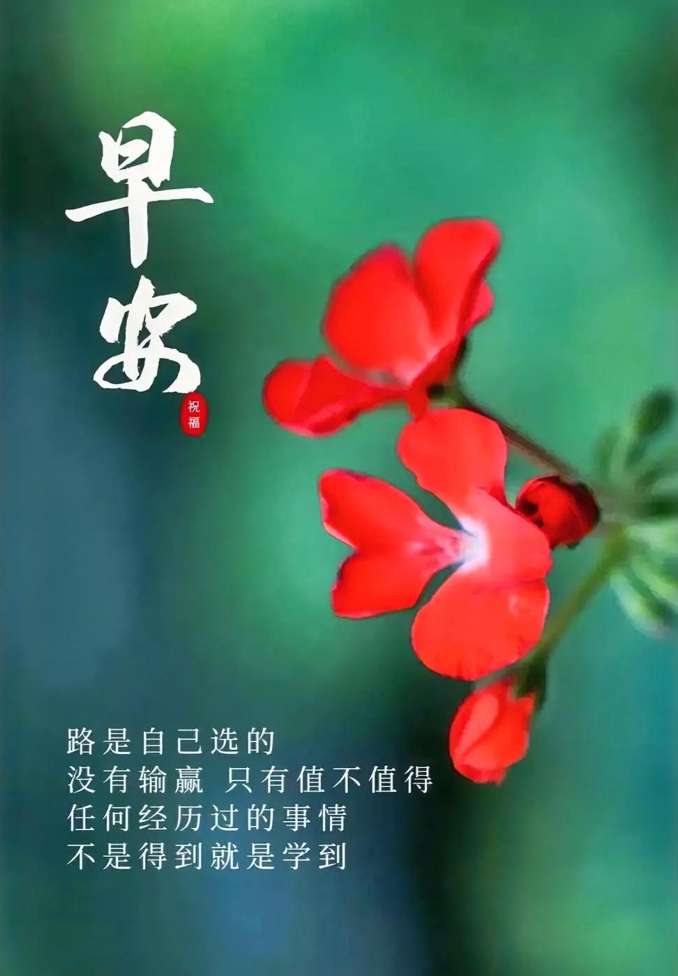 早安，红花盛放如你我选择的路，不问输赢，只问值不值得，每一步都是风景。
来张早安