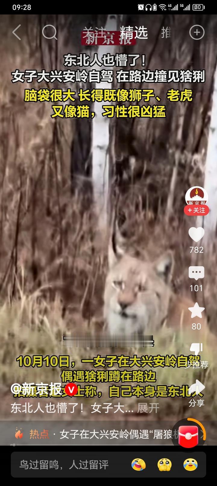 图片这个是猞猁还是彪？
一个自驾游的女士看到了长得又像猫又像虎的动物，她老公说是