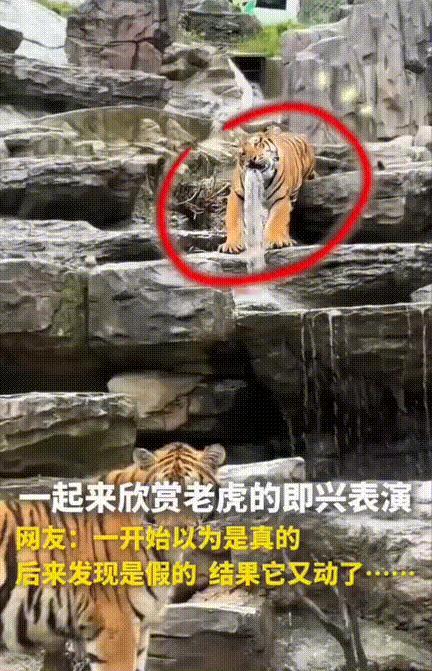 “都不白来！！”，女子假期到动物园玩，看到老虎林里的喷泉都做成了老虎样，正感慨动