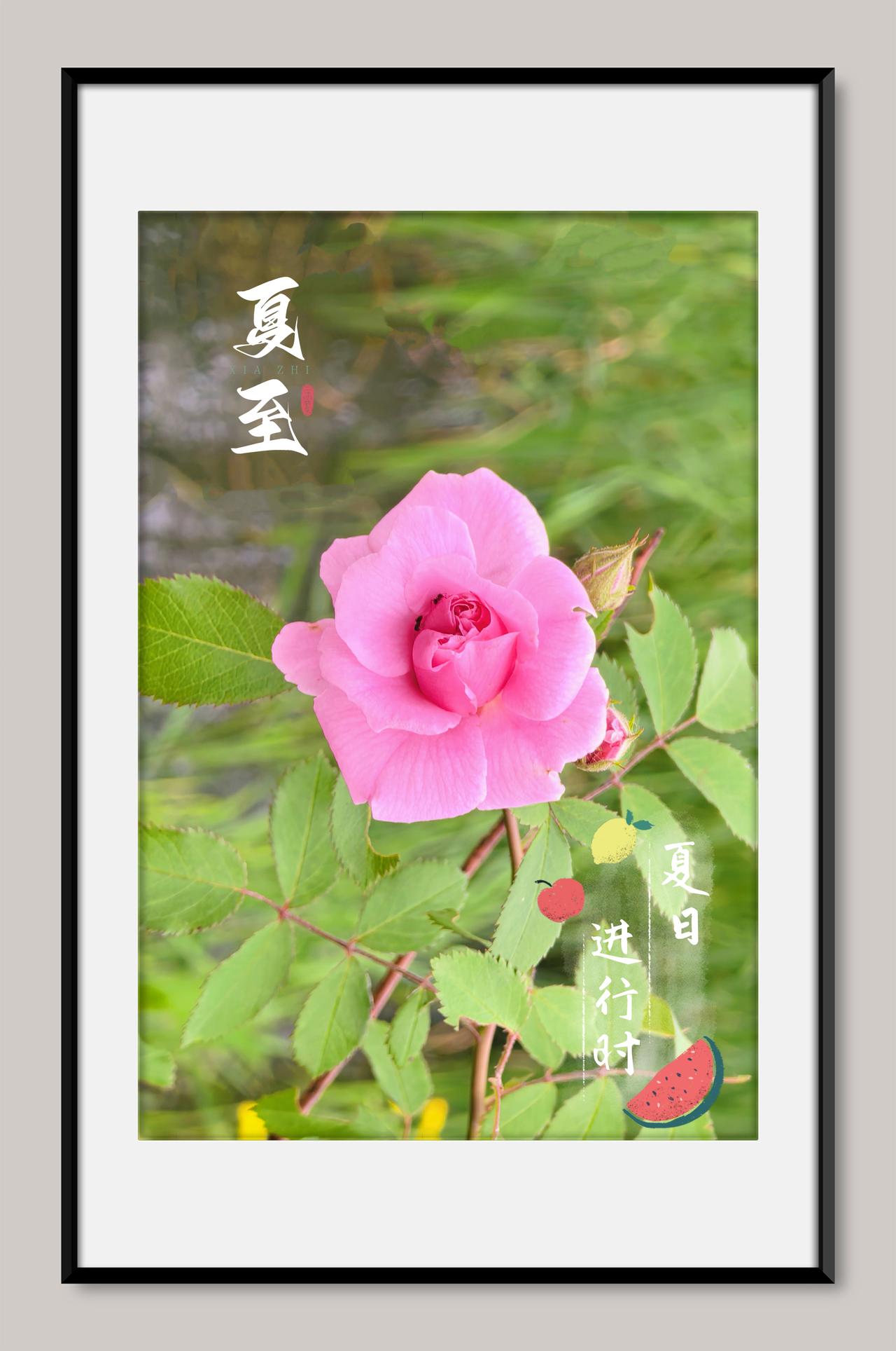 粉色月季，夏至遇父亲节，日长，爱更长。父亲节 花花草草