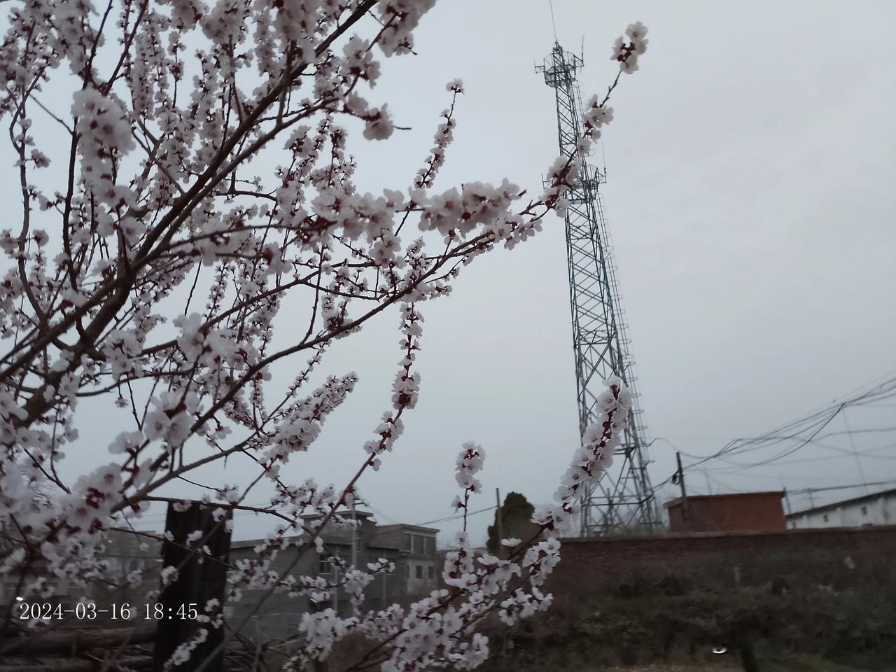 杏花开得真快。
         前天给菜地浇水的时候，杏花还是稀稀落落的，这儿