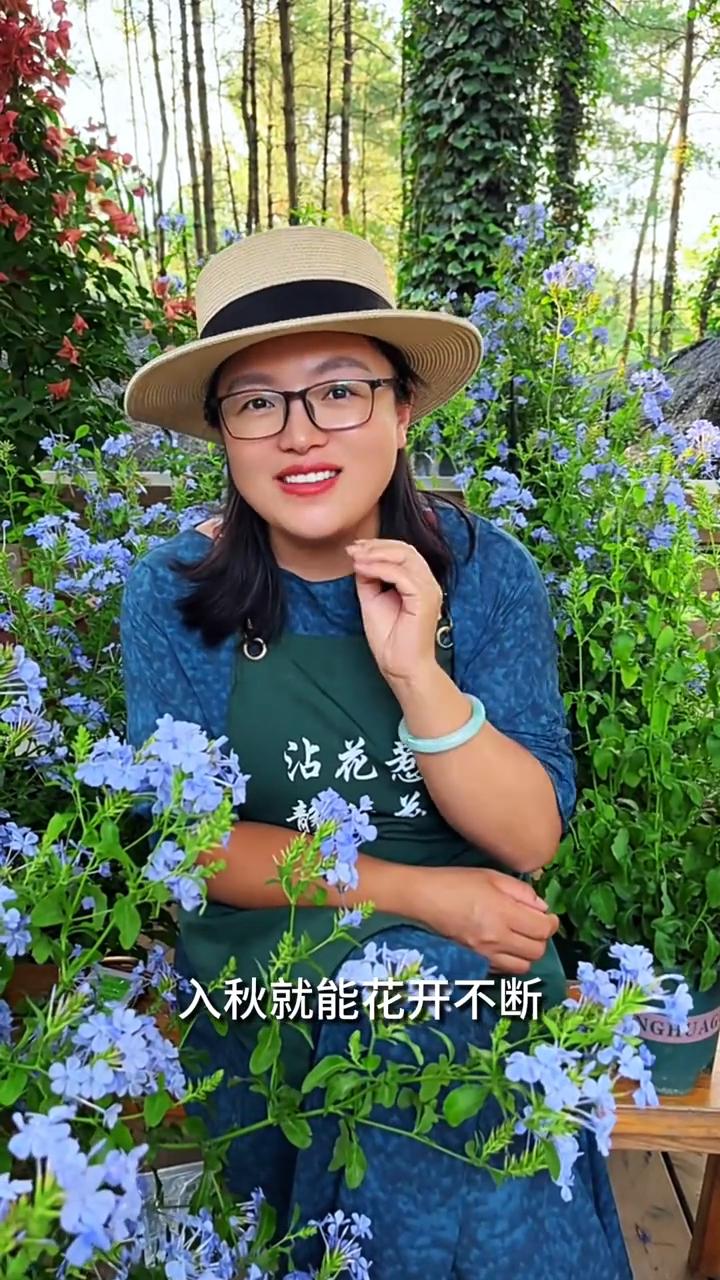 蓝雪花爆花三部曲(一)。
沾花慧。
每年6-8月是蓝雪花全年生长最快的黄金期。很