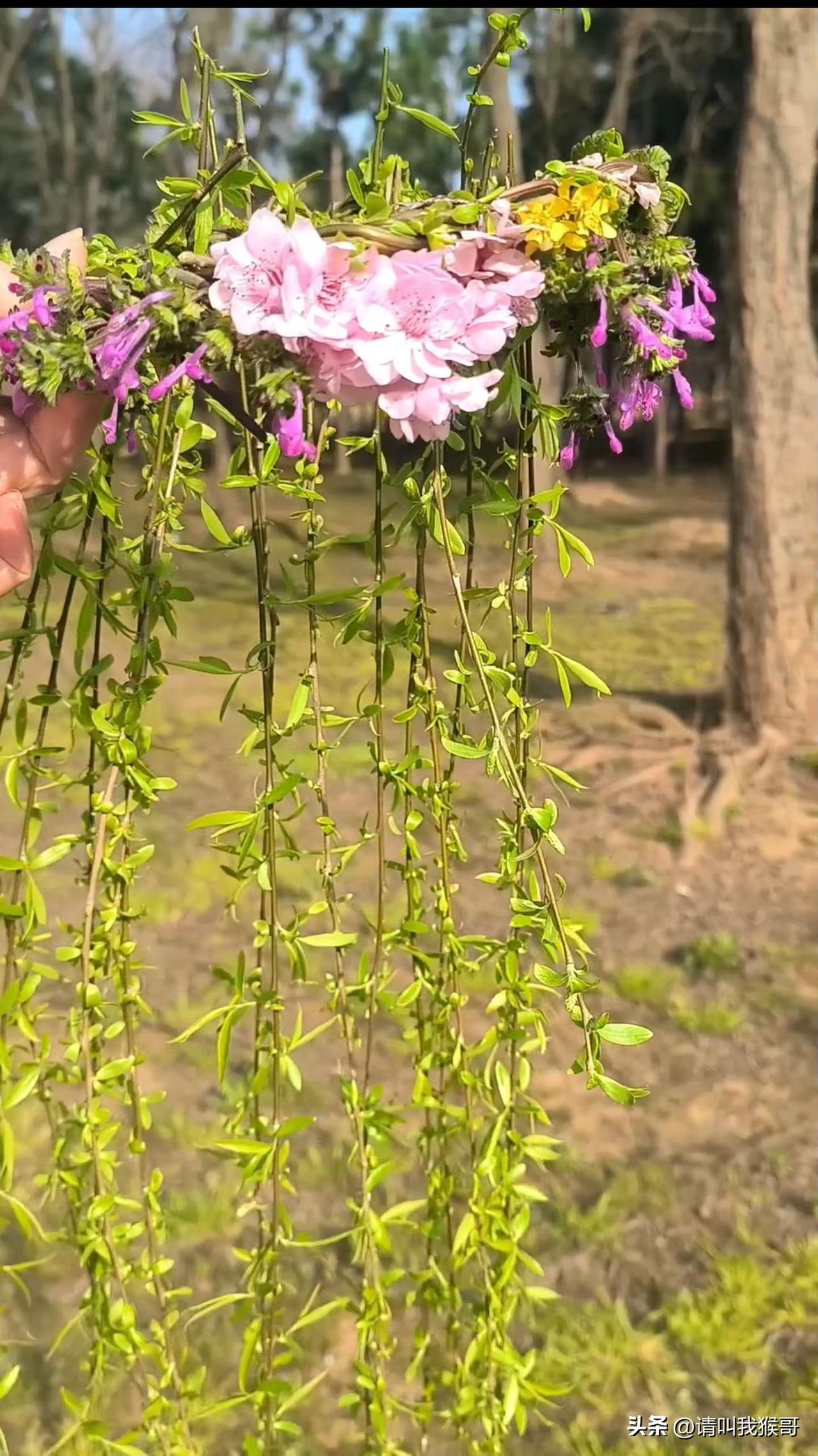 集卡领红包记得还是小时候柳树发芽的时候编过这种戴在头上的花环