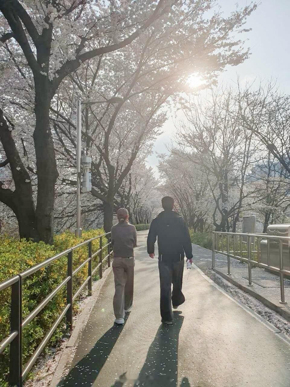何超莲晒与窦骁赏花背影照何超莲樱花照 窦骁视角 近日，何超莲晒出和一男士的赏花背
