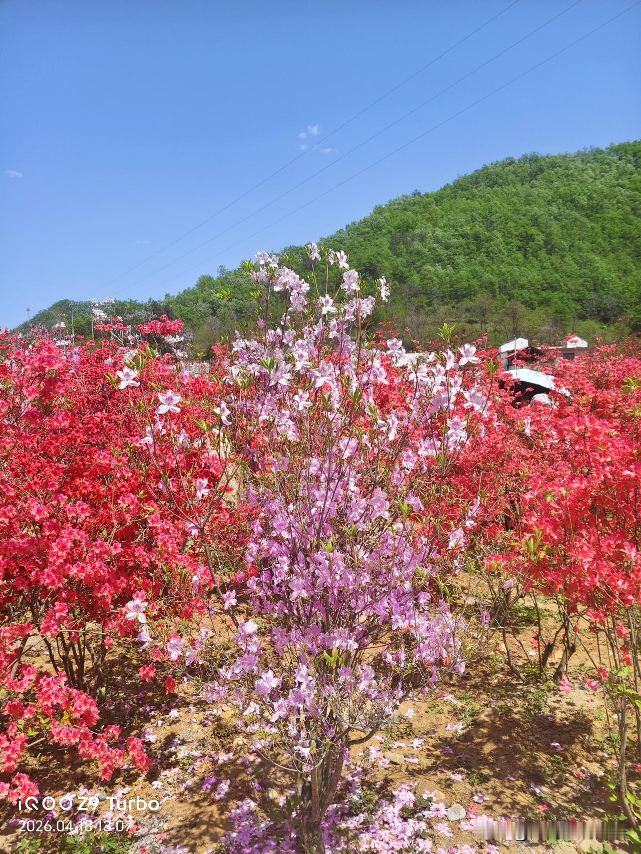 春日生活打卡季龙首山庄