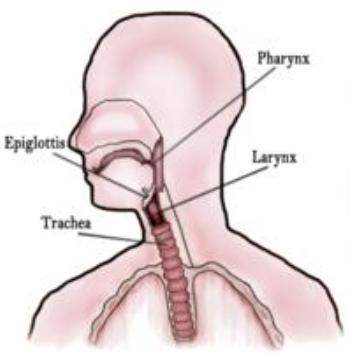 人类生理上有什么不合理之处?

很多人都觉得人体是大自然最完美的设计，但实际上，