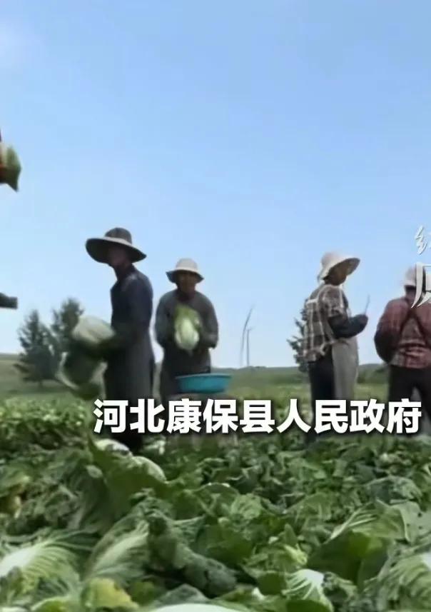 白菜不粘甲醛，又无法远距离运输。要想远距离运输如果不使用冷链车，气温高的话，损失