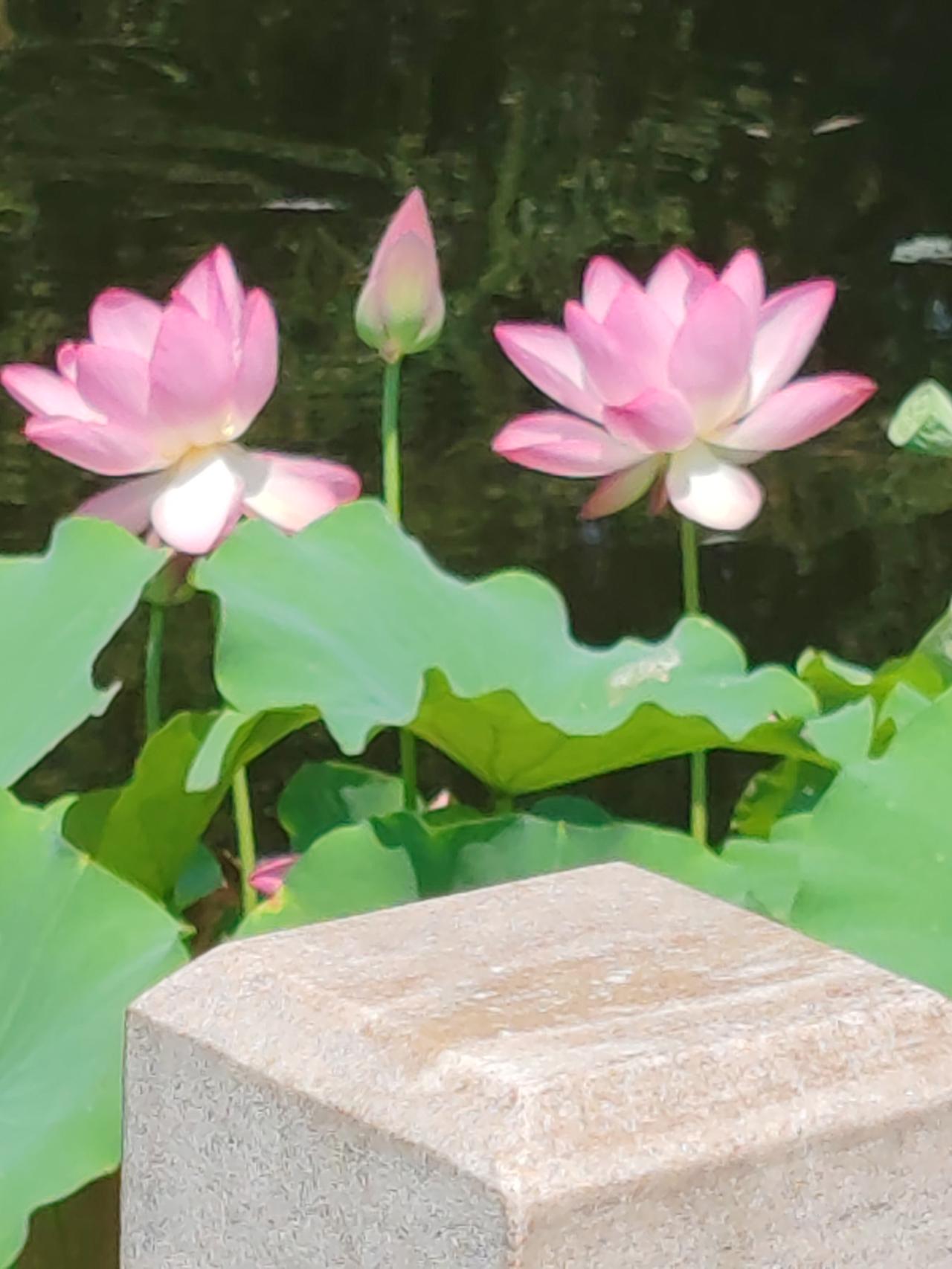 一个时期有一个流行趋势。就拿裤子来说，起初流行宽裆裤，后来变成裹臀裤；之前是喇叭