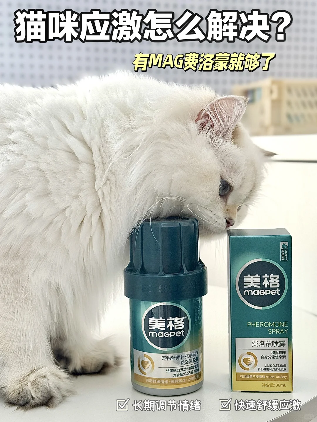 血与泪的教训😭猫咪应激到底应该怎么办