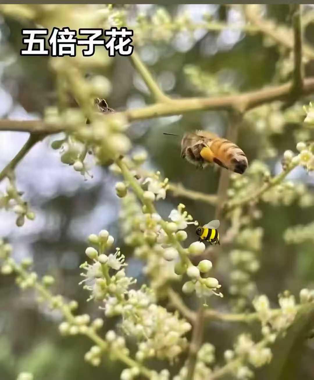 纯天然无添加