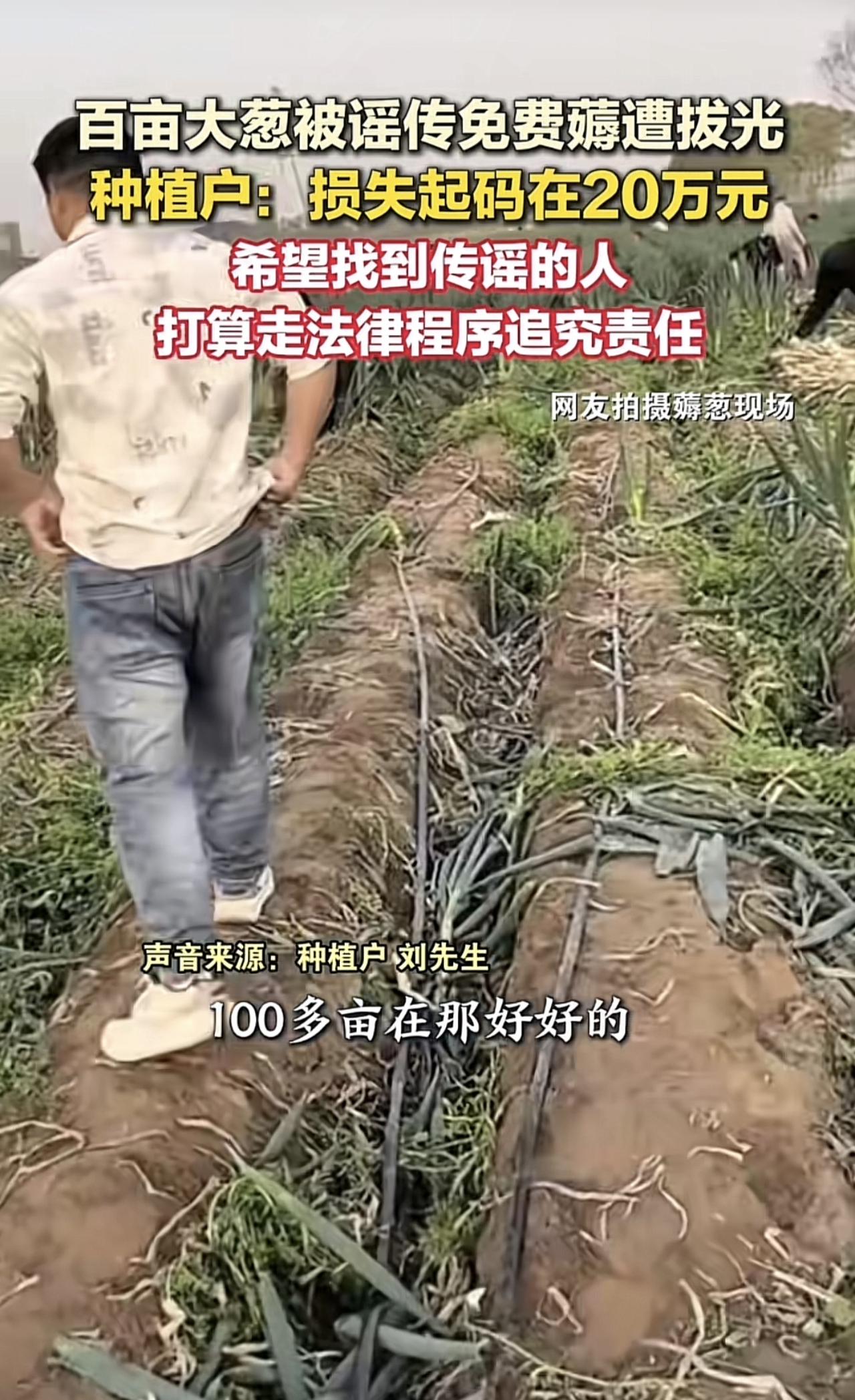 我是感觉这些薅大葱的人当中肯定有一些是存在侥幸心理的。正常人一看就知道这么好的大