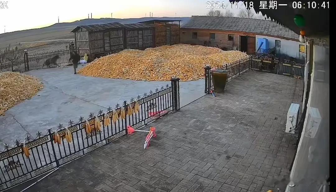 突发！黑龙江东北虎进村咬伤村民

家属称有两只老虎，伤者左手臂大概率保不住了，当