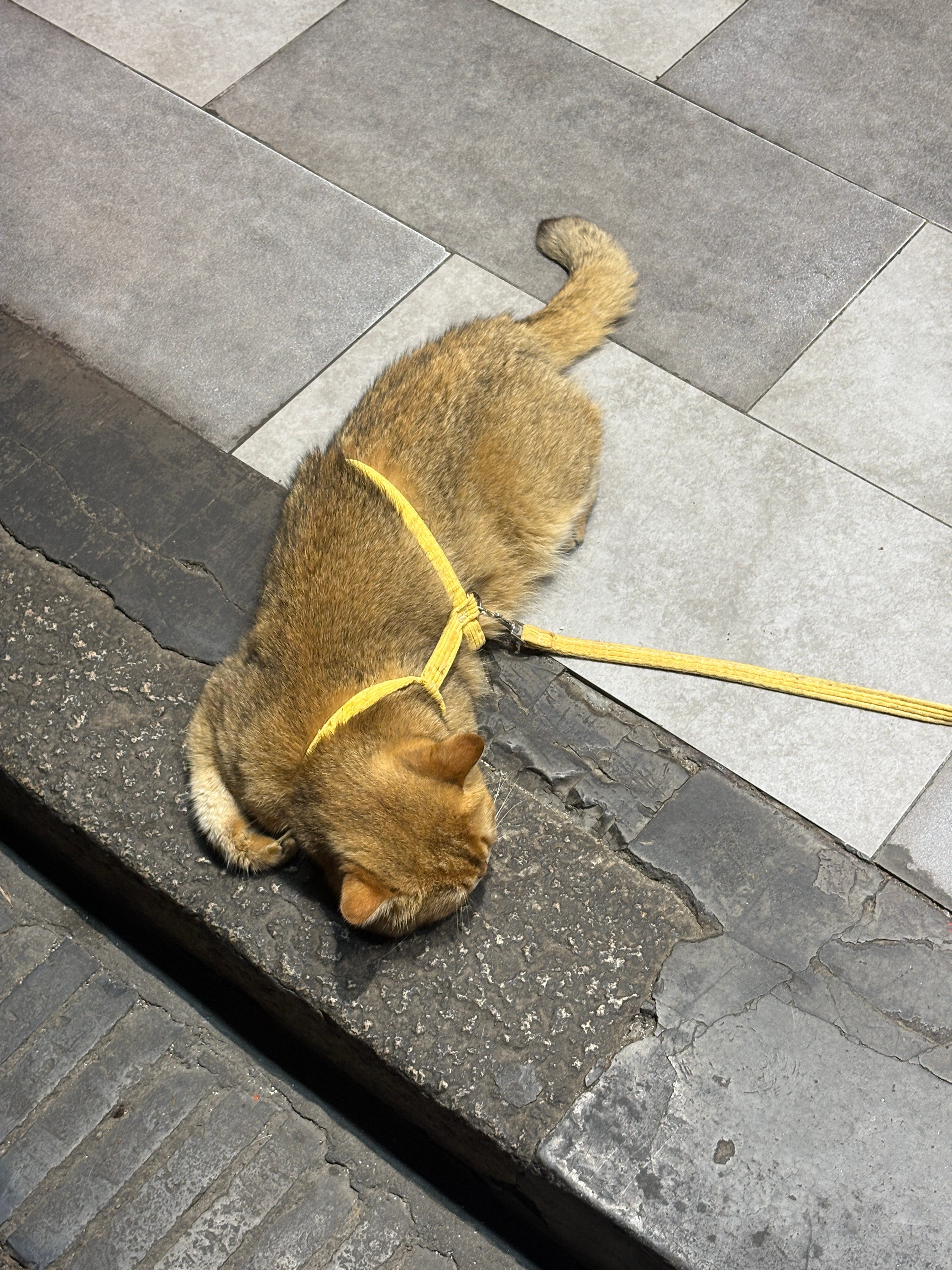 没有人能拒绝顶着两个妙脆角的生物🐈 