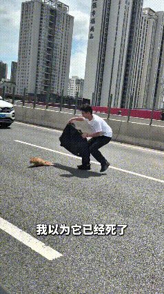 乖乖嘞，身为宠物医生，实在做不到见死不救。高架上车水马龙车流不断，一开始以为小猫