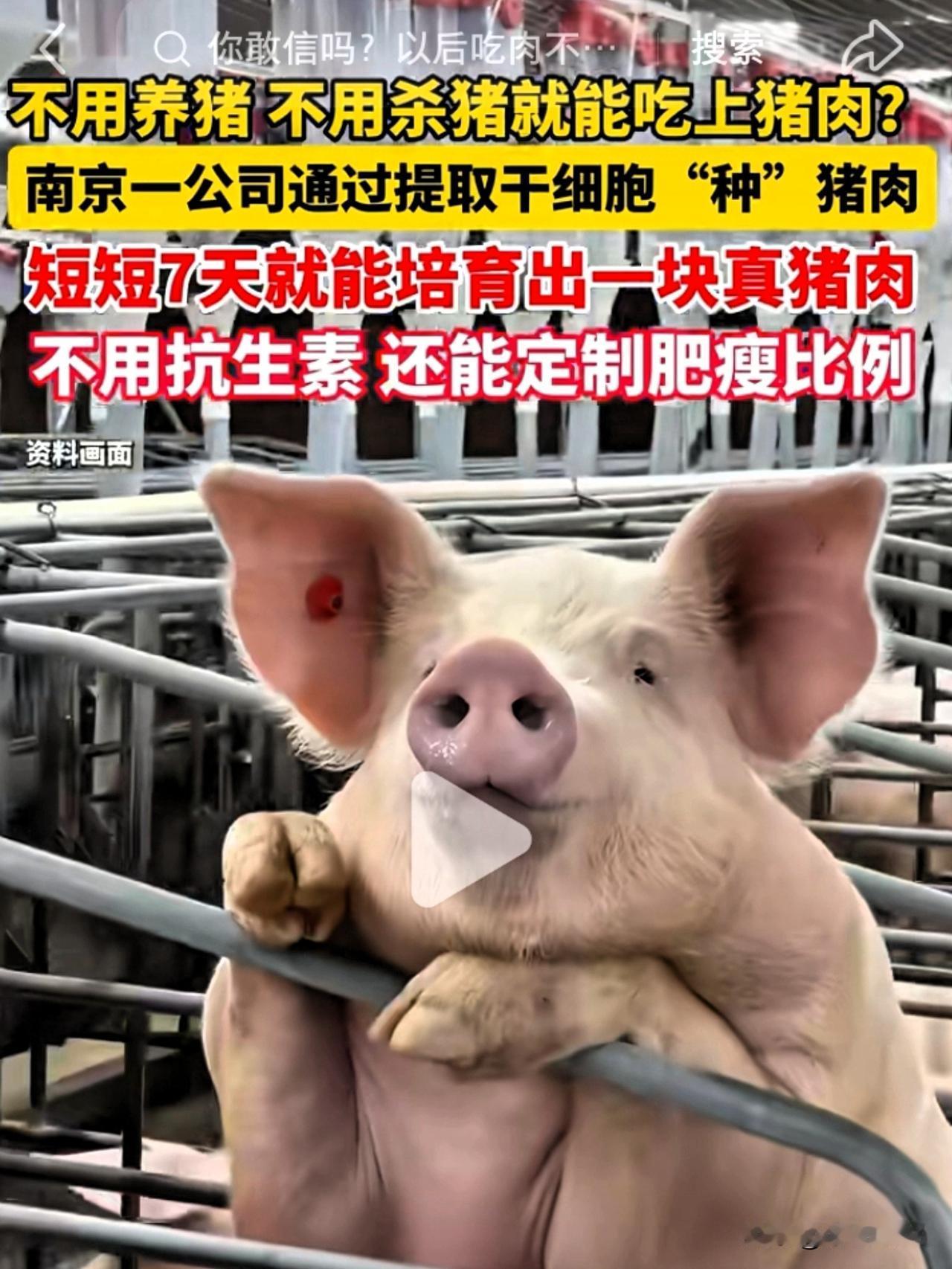 你敢信？以后吃肉不用等半年养猪，南京这项黑科技直接“种”出猪肉，短短7天便可食用
