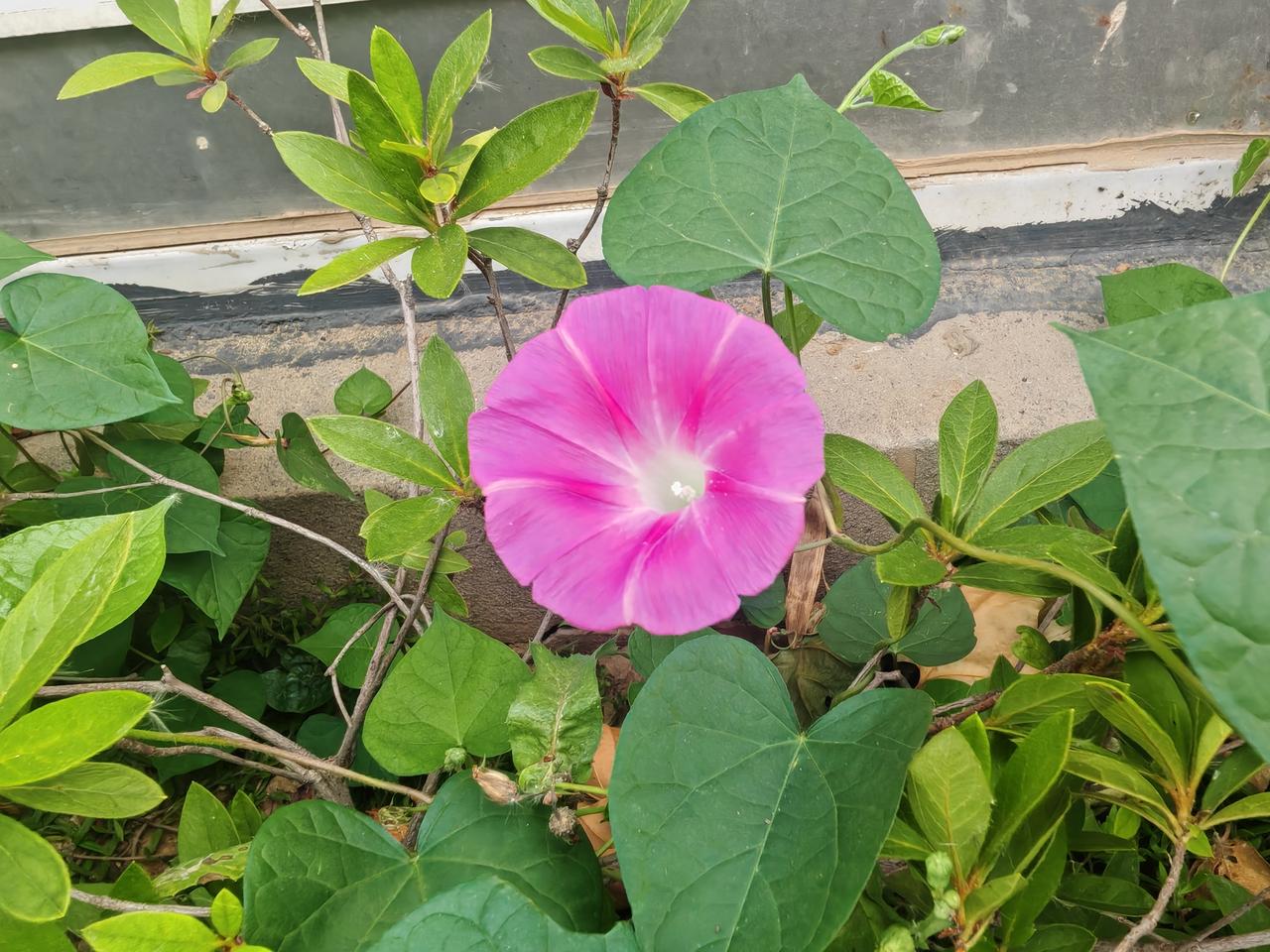 小小牵牛花    朵朵向阳开