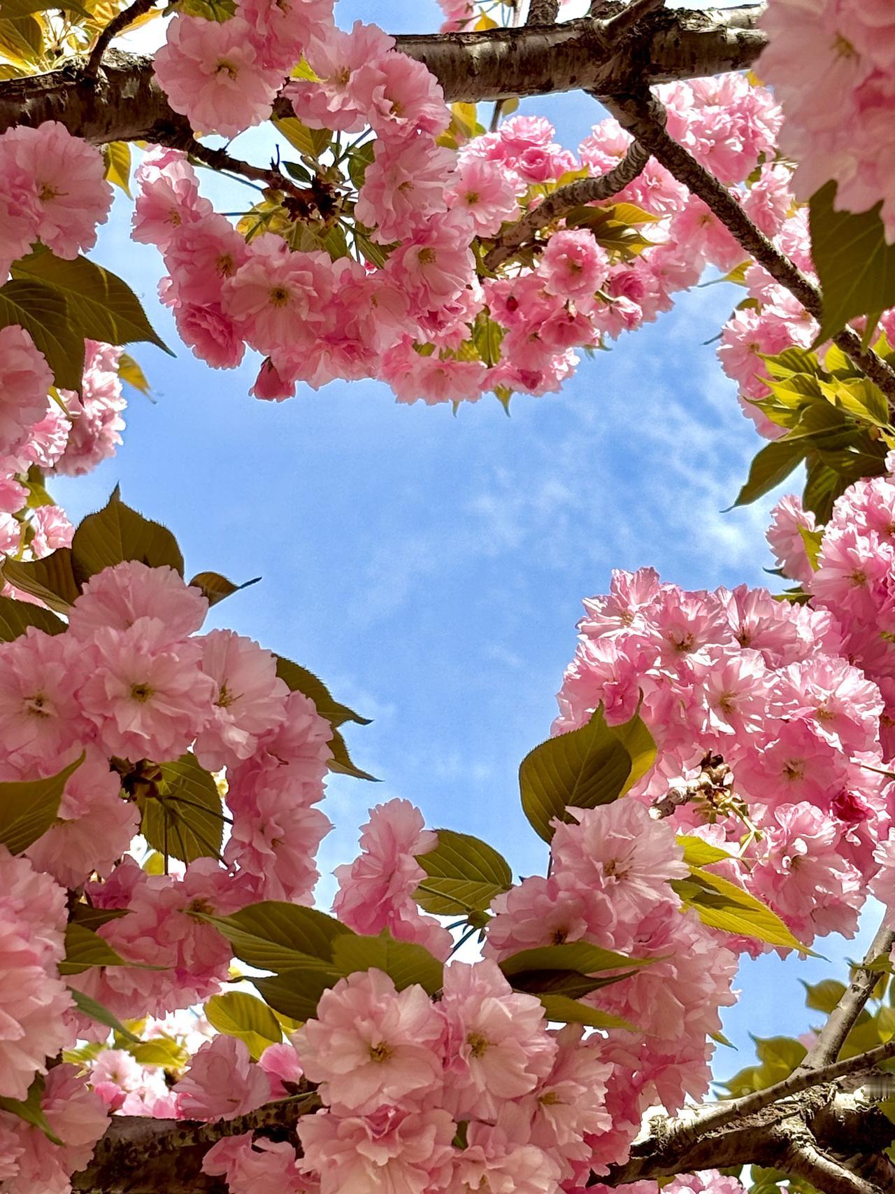 路过春的信笺，
撞见花的狂欢。
花在风里开，
我在春里发呆。