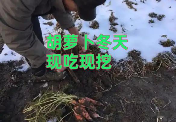 我的胡萝卜就地盖“厚被子”越冬，现吃现挖鲜脆甜！
我在石家庄种菜，胡萝卜不用挖出