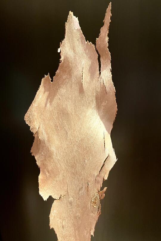 春天，捡到一片完美树皮！