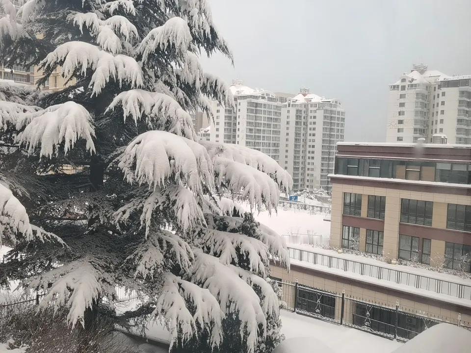 威海暴雪后的情景。