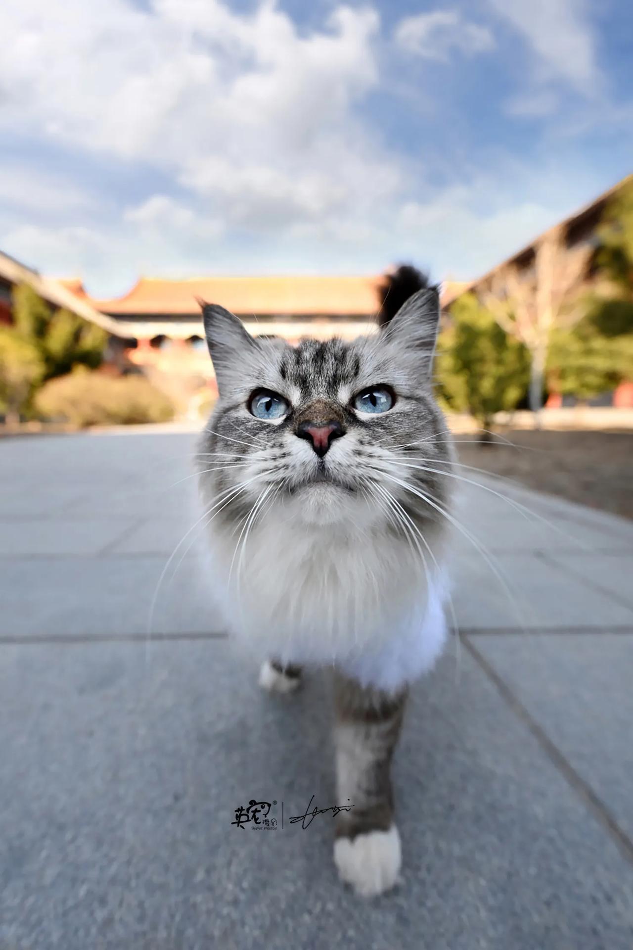 是宫廷小御猫啊！😍
【紫禁城拍摄】