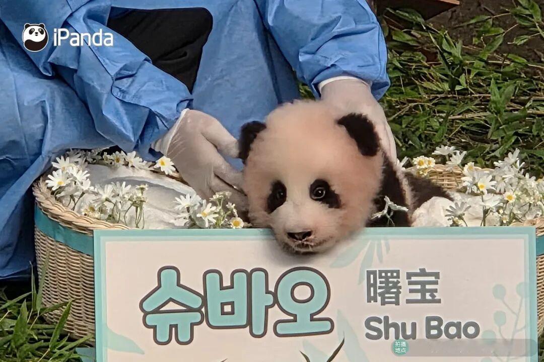 大熊猫福宝 福宝的三妹名字来了，叫“曙宝”[抱一抱]话说爱宝都是生的闺女啊[哈哈
