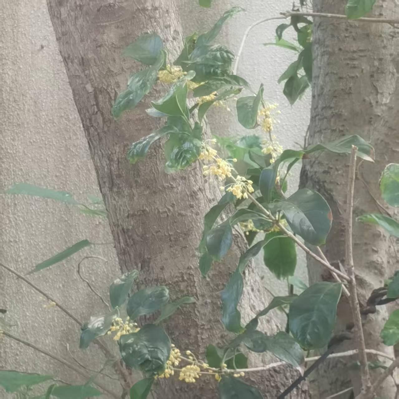 我这样做，没错吧？

心绪还是在一些激动中。就在刚刚，我让老公拒绝了一件事。这事