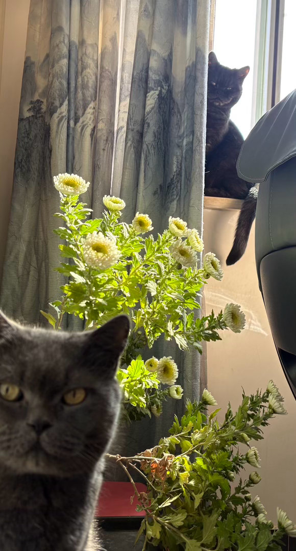 我有修猫，你有吗[挖鼻][挖鼻] ​​​