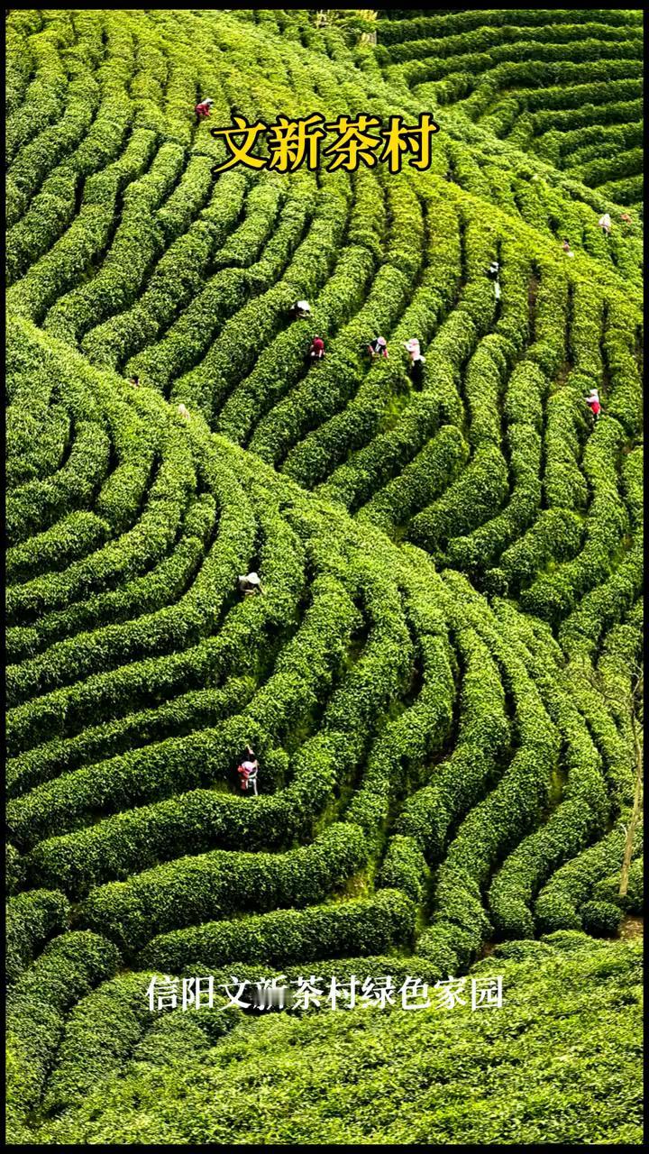 信阳文新茶村绿色家园。