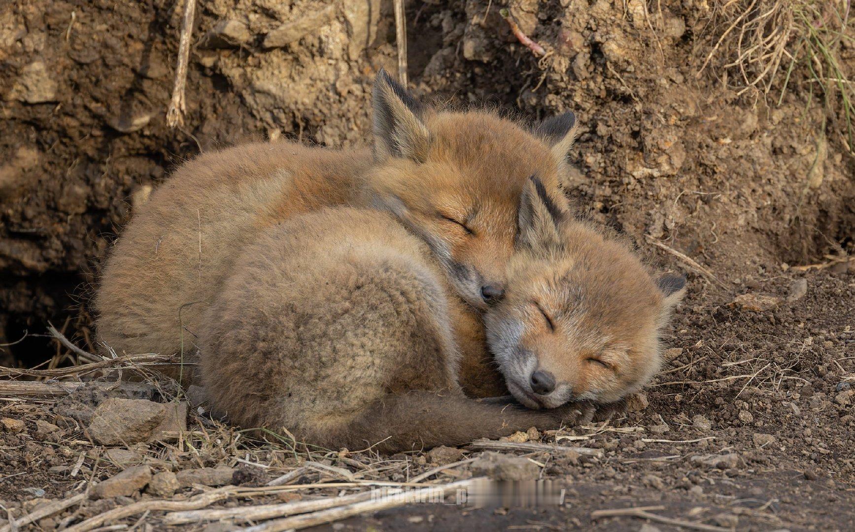每天都是星期日🦊💤请慢慢地度过✨©️hirokirin_photo 