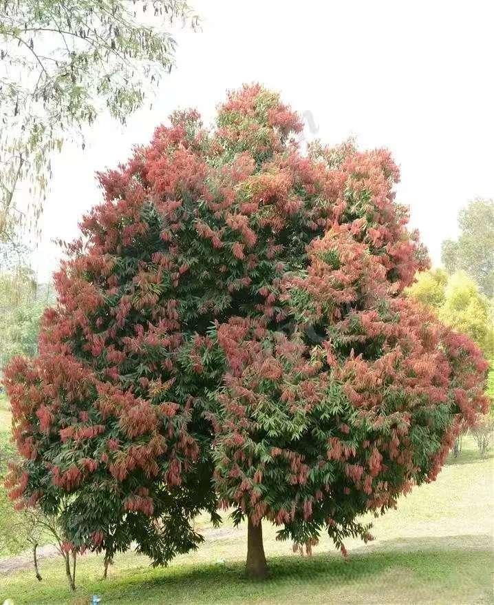 种树抵工资？别信快钱神话，返乡真得熬十年。

最近村头老李卖了三棵楠木（如闽楠或