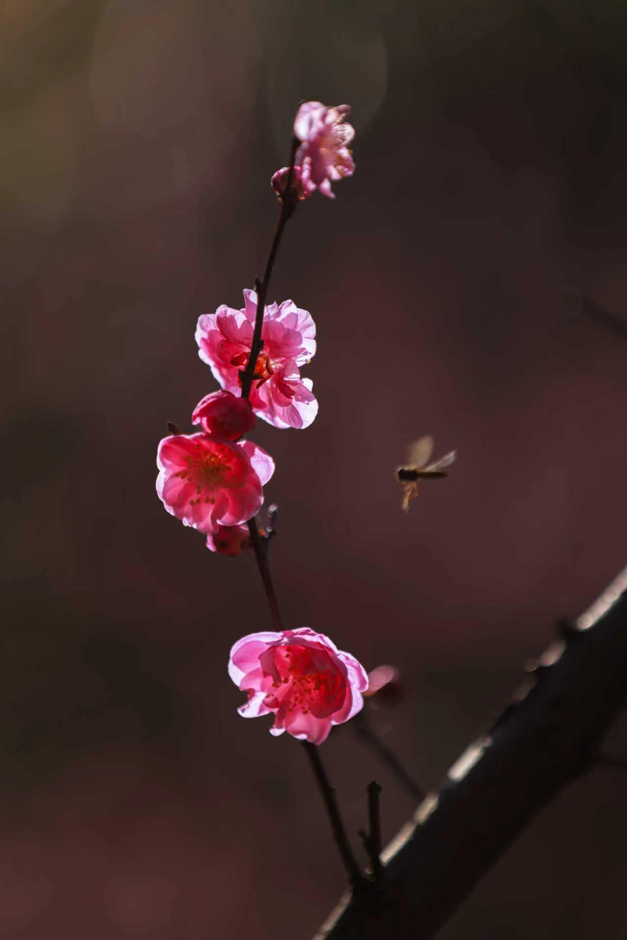 集卡领红包春天来了，万物复苏，红梅朵朵，蜂儿忙碌，恰巧遇见，定格瞬间。（原创摄影