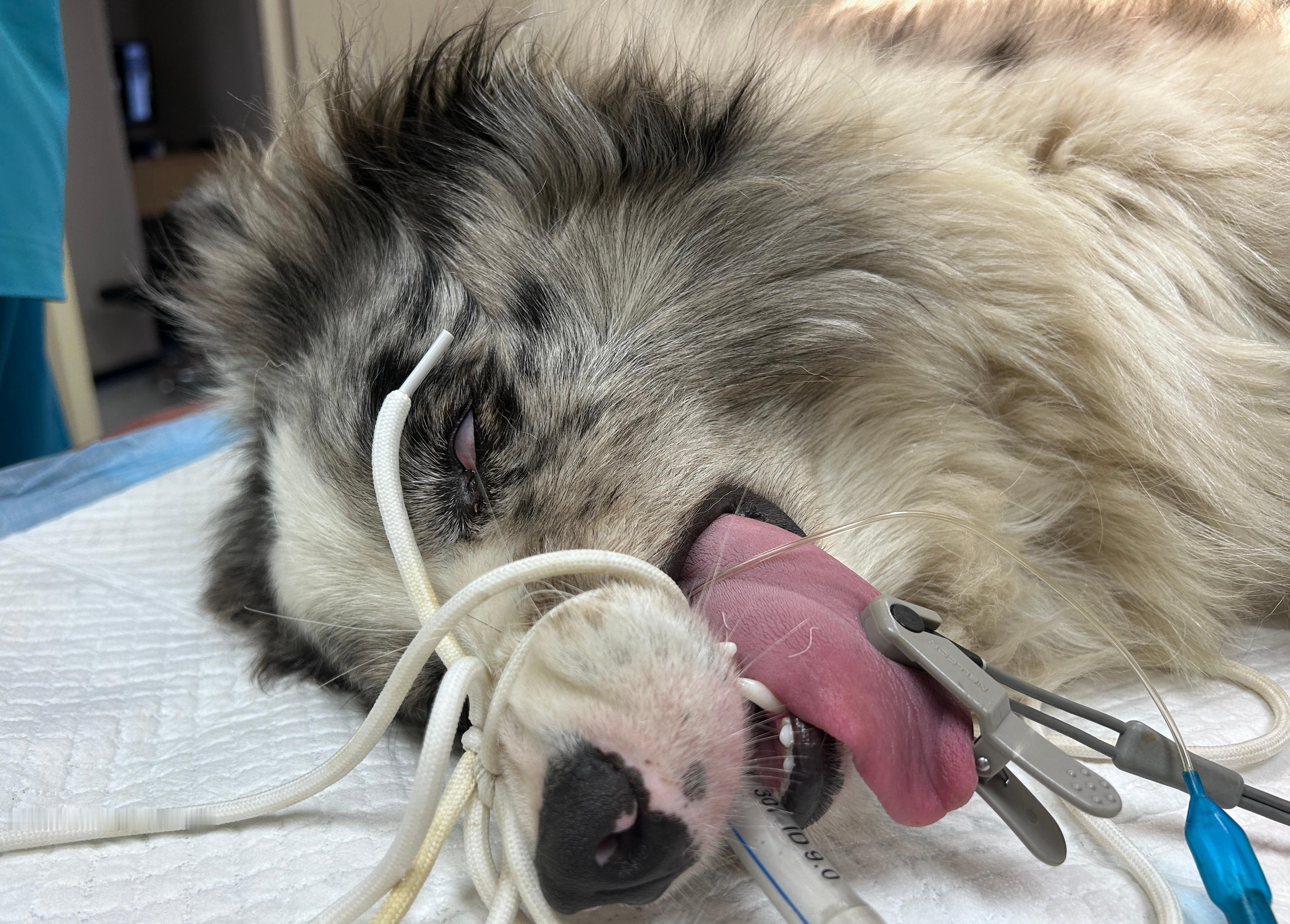 🧡昨日份修狗|军犬在训练过程中受伤，腓胫骨粉碎性骨折。已精准修复~ （我们院长