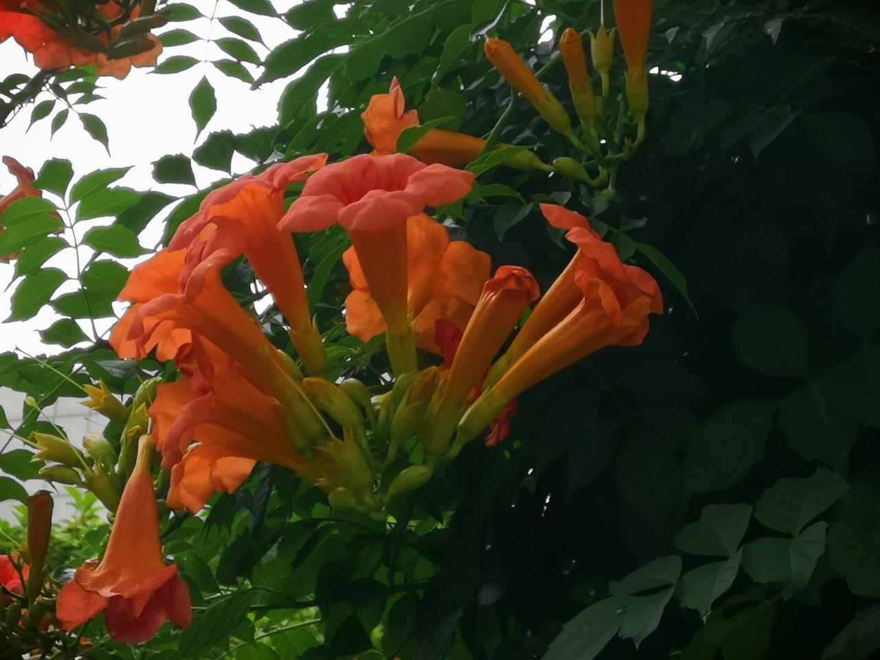 今天是端午节第1天假期，我哪里也没去，就困在家里，跟平常的周末一样，忙着干家务，
