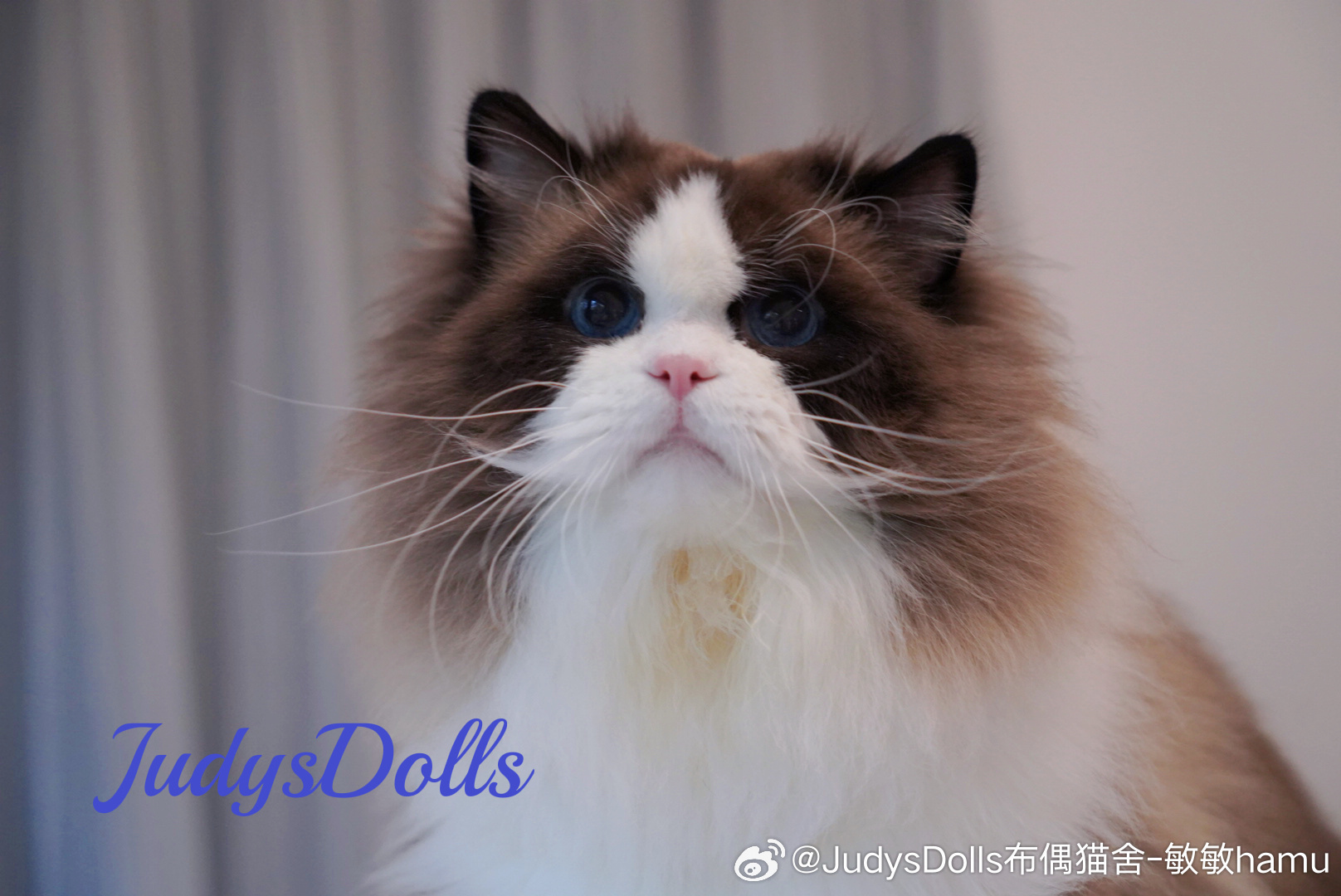今天是胖胖的生日！宝贝，你在喵星也要生日快乐哦！🎂喵星人的日常猫舍日常 ​​​