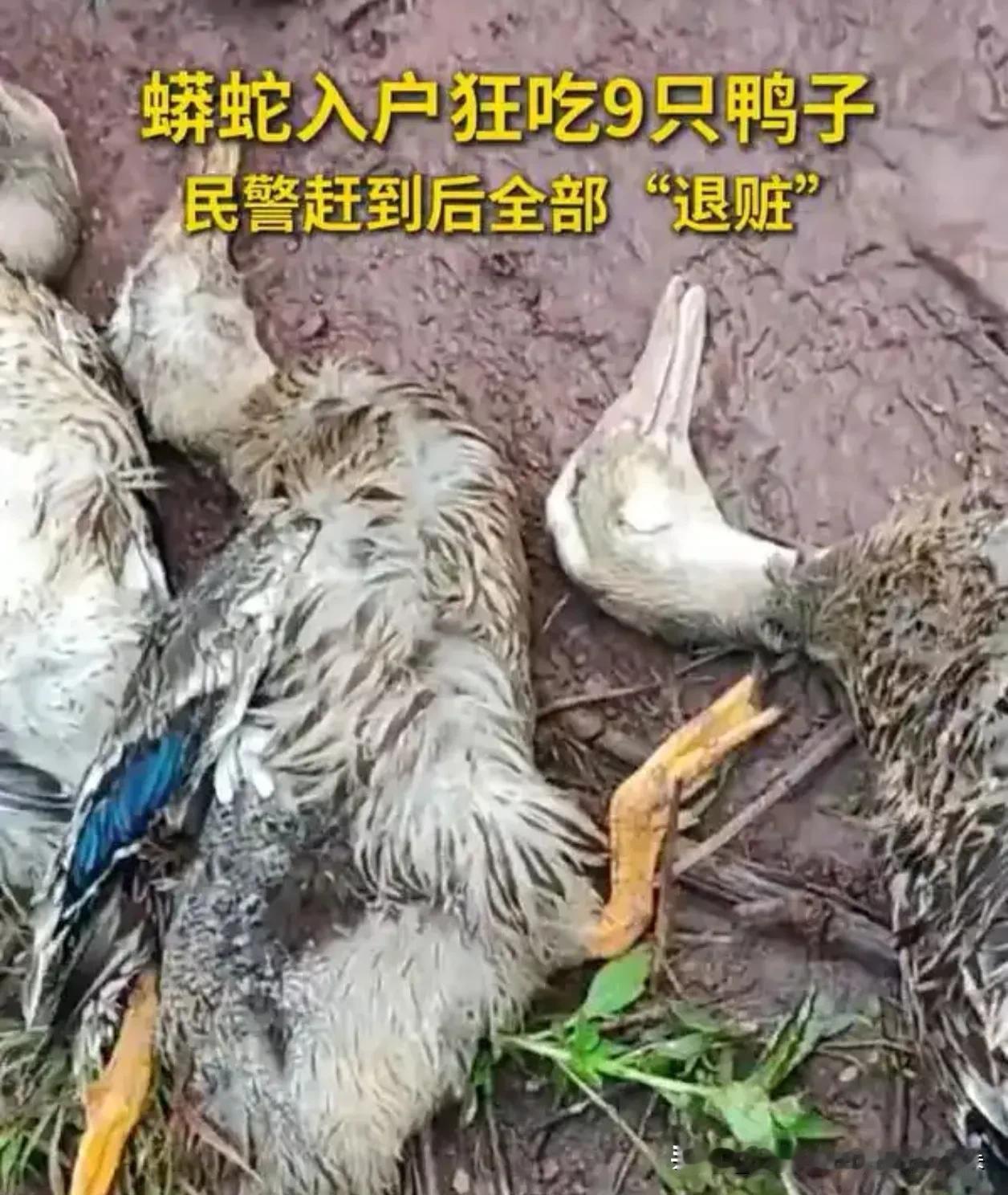 太贪心了！广西大蟒蛇溜进农户鸭圈狂吞9只鸭，被抓后当场“吐了”……场面既惊心又心